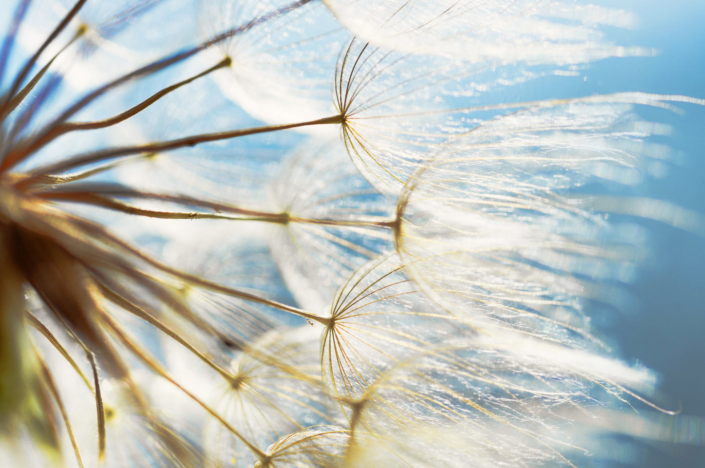 Dandelion Close Up Wall Mural