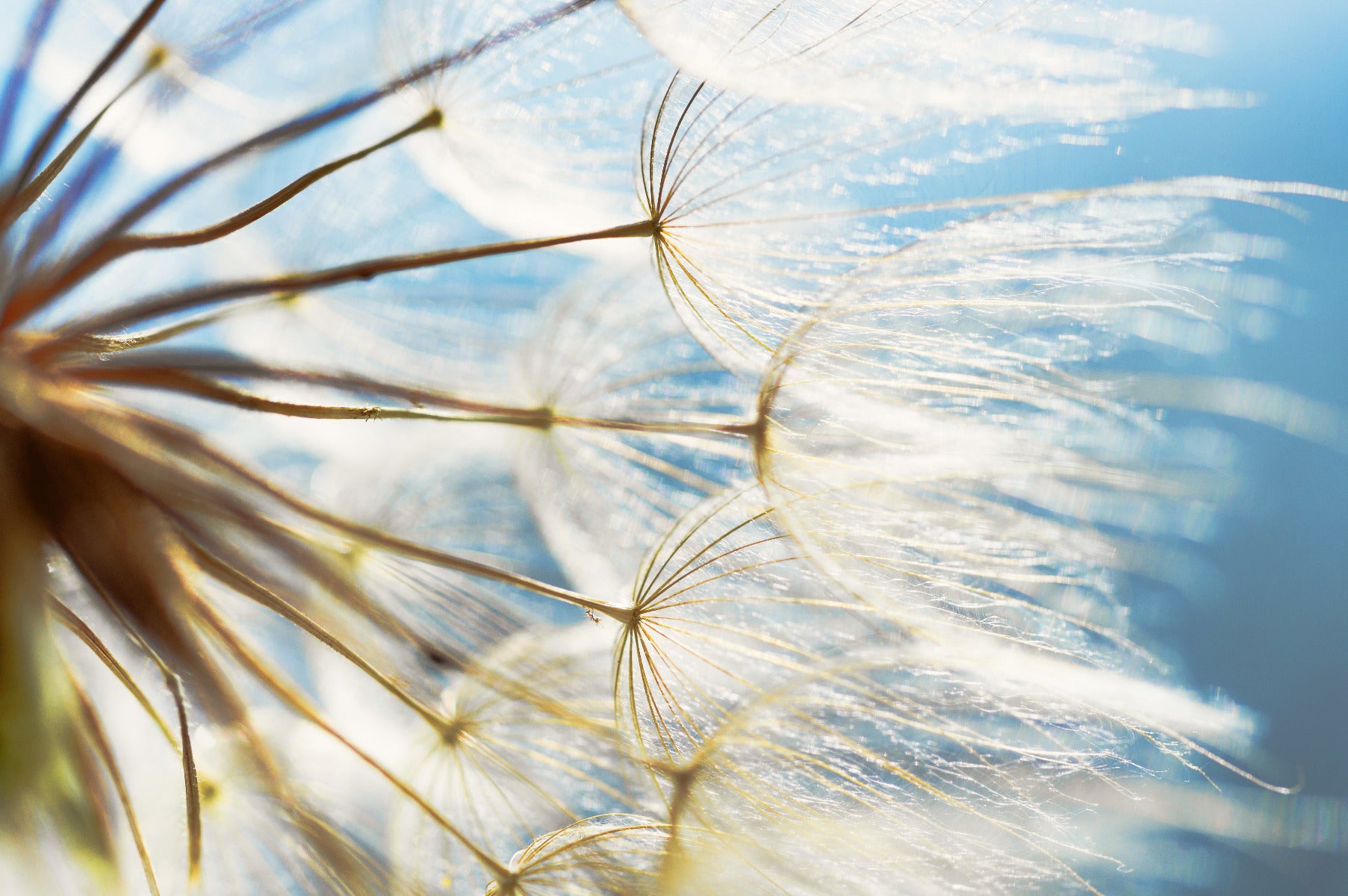Dandelion Close Up Wall Mural