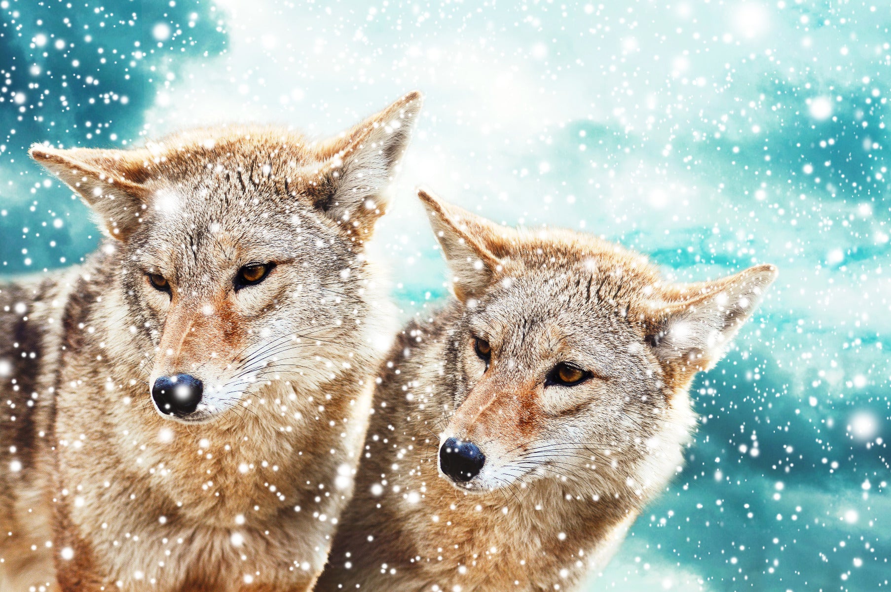 Coyotes in Snow Wall Mural