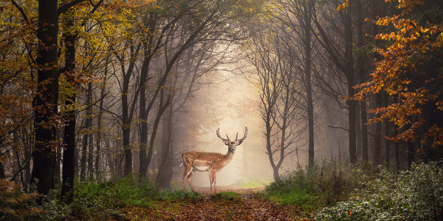 Deer in Woods Wall Mural