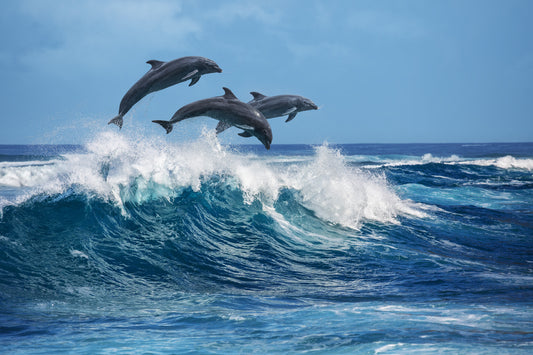 Dolphins Diving Wall Mural