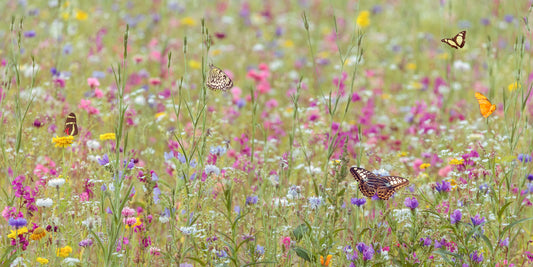 Butterflies in Summer Field Wall Mural