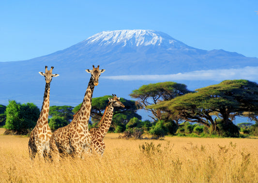 Giraffes Mountain Wall Mural