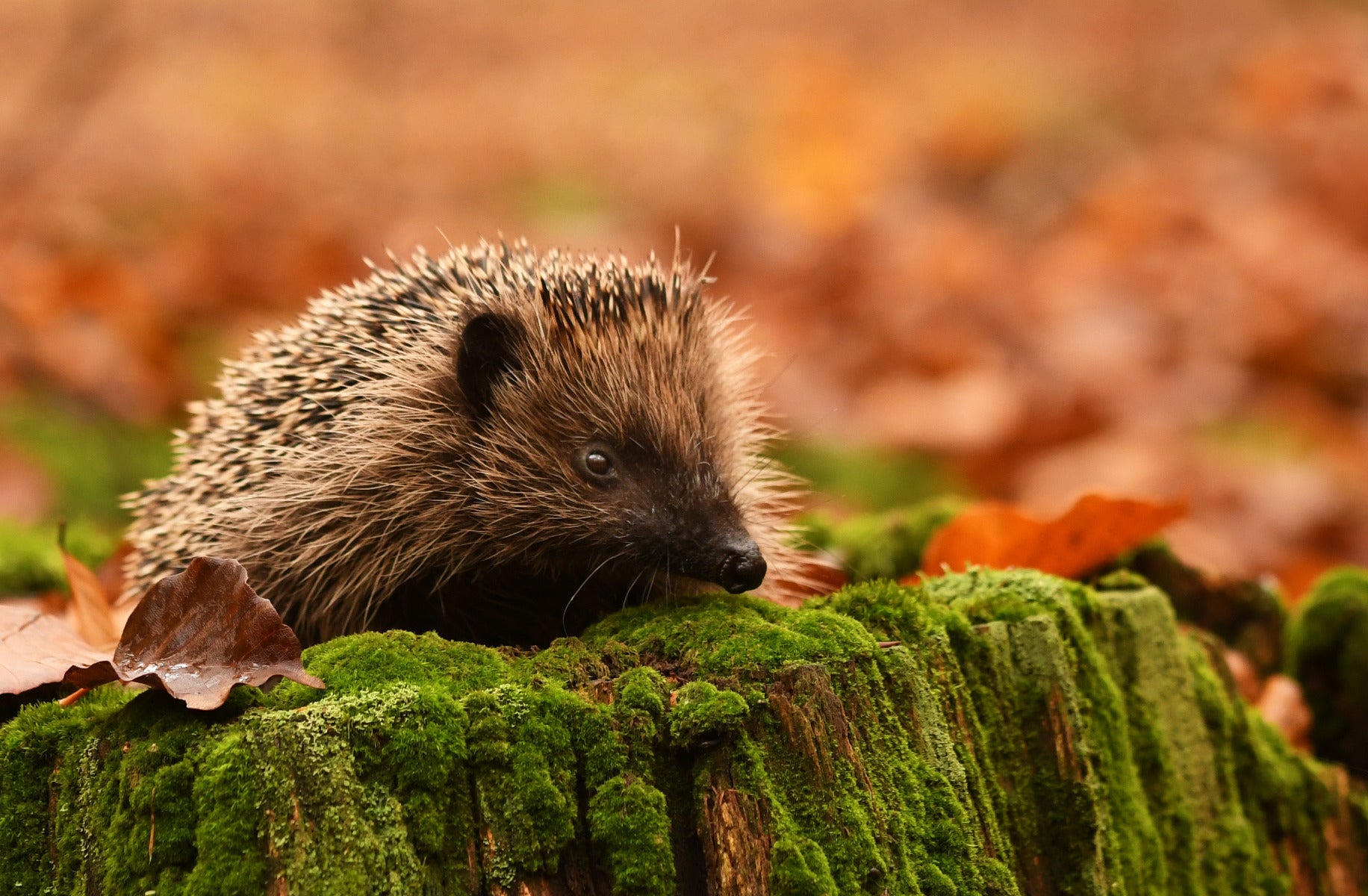 Autumn Hedgehog Wall Mural