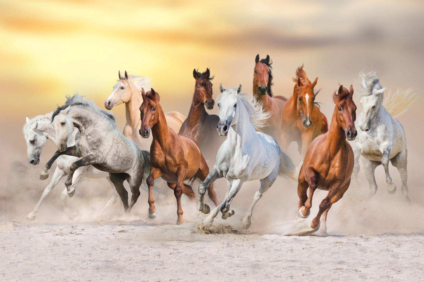 Horse Stampede in Desert Wall Mural
