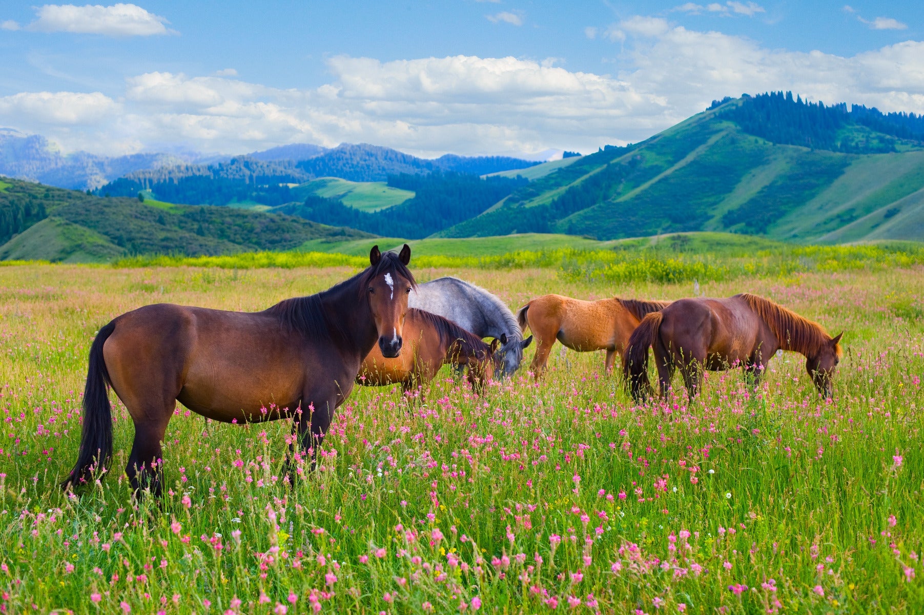 Horses Grazing Wall Mural