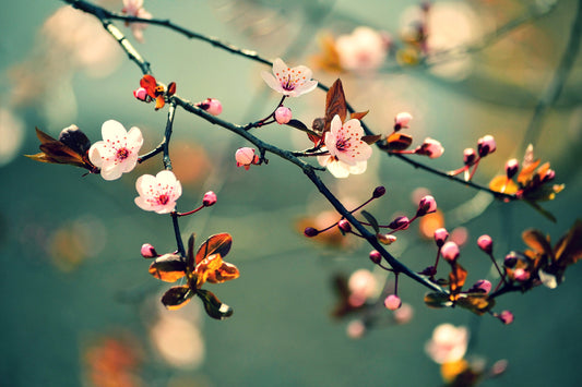 Japanese Cherry Sakura Wall Mural