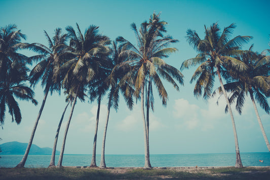 Row of Palm Trees Wall Mural