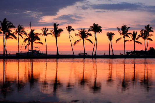 Palm Trees and Sunset Wall Mural