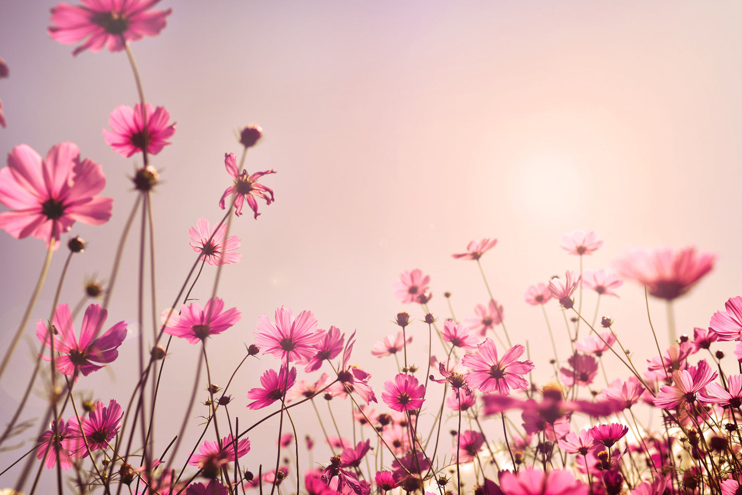 Pink Cosmos Field Wall Mural