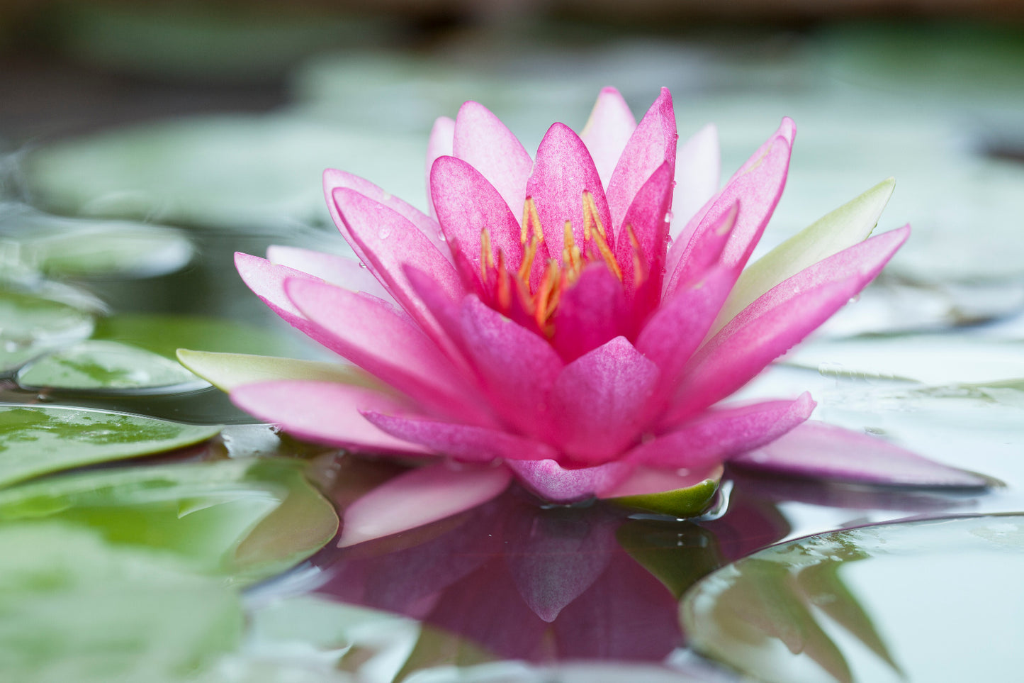 Pink Waterlily Wall Mural