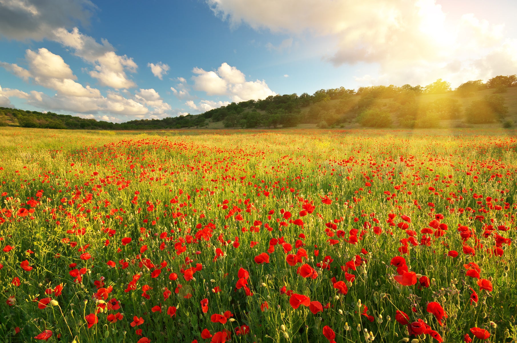 Poppy Field Wall Mural