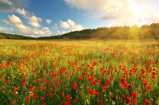 Poppy Field Wall Mural