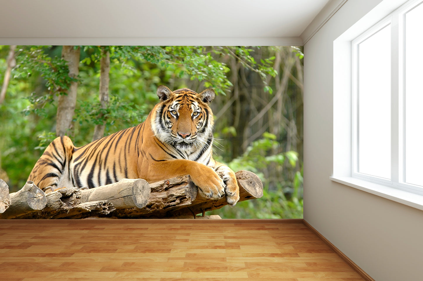 Tiger Stare Wall Mural