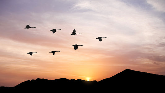 Birds Flying at Sunset Wall Mural