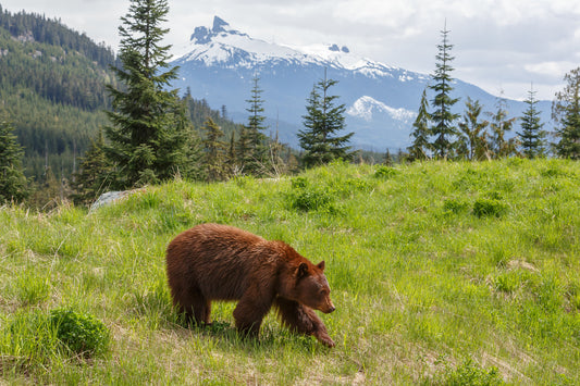 Brown Bear in Wilderness Wall Mural