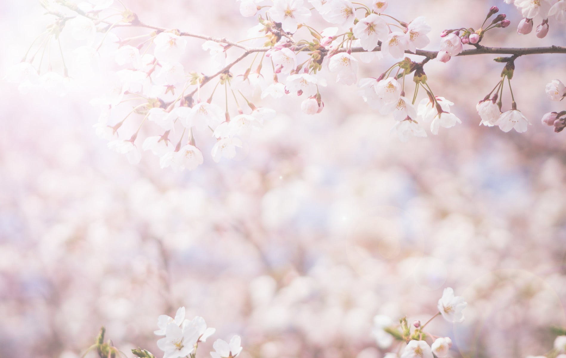 Cherry Blossoms Wall Mural
