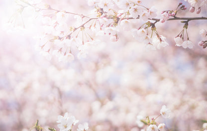 Cherry Blossoms Wall Mural