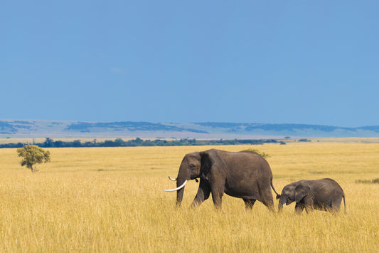 Elephant Calf Wall Mural