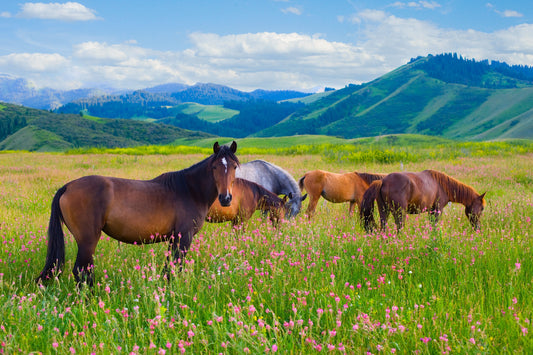 Horses Grazing Wall Mural
