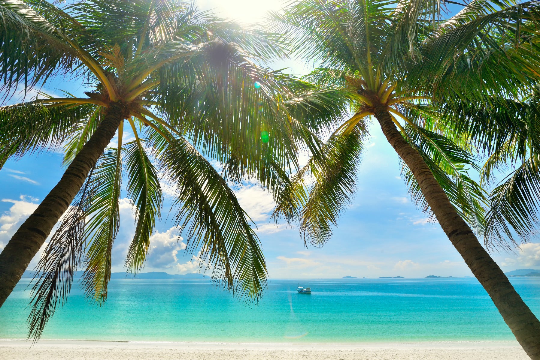 Palm Trees on Tropical Beach Wall Mural