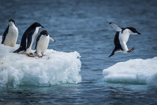 Penguins on Iceberg Wall Mural