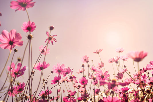 Pink Cosmos Field Wall Mural