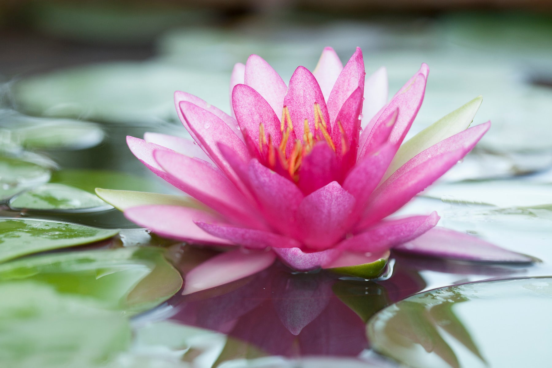 Pink Waterlily Wall Mural