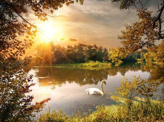 Swan in Lake Wall Mural