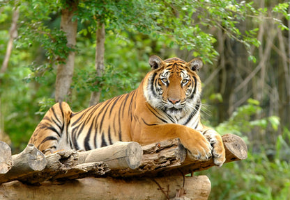 Tiger Stare Wall Mural