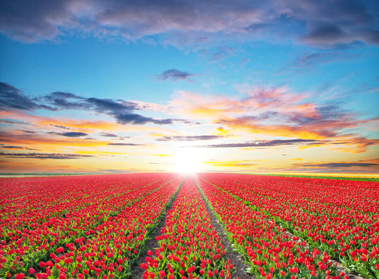 Tulip Field in Sunset Wall Mural