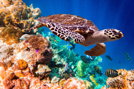 Seaturtle in Coral Reef Wall Mural